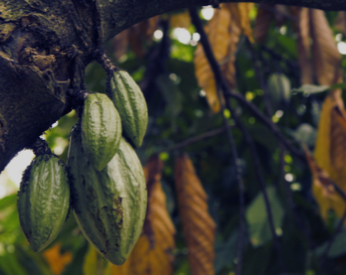 Ceremonial Cacao