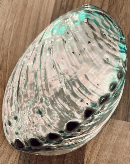 Large Polished Paua Shell